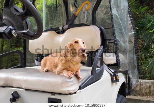 Small cute dog sitting\
on old weathered golf cart seat. Healthy young beige dachshund\
walking outdoor.