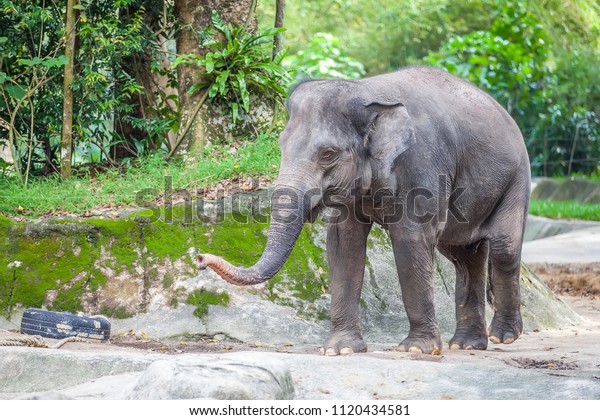 Small cute\
elephant plays with a rubber\
tire