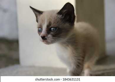 Small Cute Female Cat, With Blue Eyes. Cats Race, Snowshoe. Photo With Focus On The Cats Face, Has No Filters Or Color Edits. 