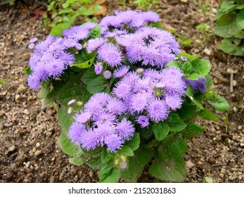 Small And Cute Floss Flower