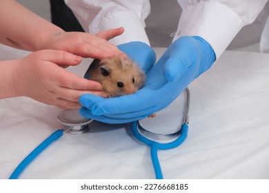 small cute fluffy Syrian hamster in the hands of a doctor, hands in medical gloves hold a rodent, small animal veterinary medicine - Powered by Shutterstock