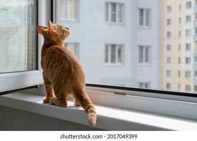 A small cute ginger tabby kitten sits on the window sill with a protective mosquito and anti-vandal anti-cat net and looks up. Pets. Selective focus.