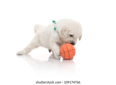 Puppy with ball Images, Stock Photos 