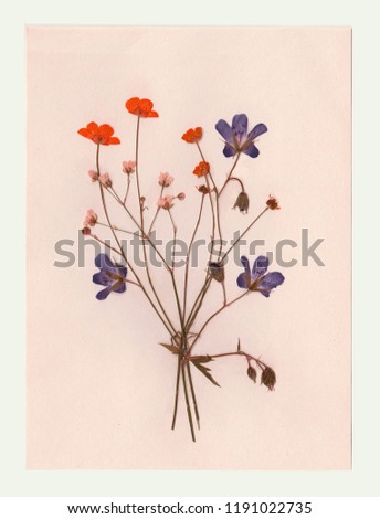 Similar – Blumen Polaroid