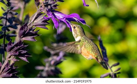 A small, cute hummingbird hovers in front of a purple flower bloom feeding on its nectar.