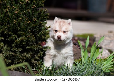 Funny Husky Stockfotos Bilder Und Fotografie Shutterstock