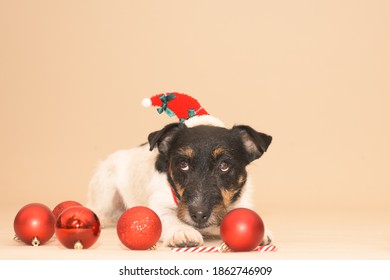正月 犬 の画像 写真素材 ベクター画像 Shutterstock