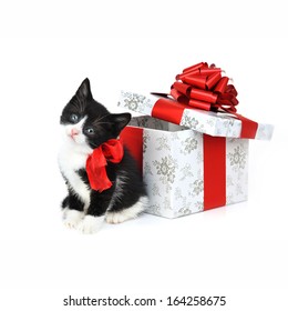 Small Cute Kitten Near Gift Box 