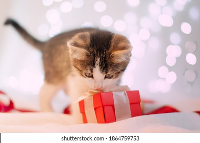 Small Cute Kitten On A White Background Lies Next To A Red Gift Box And Ribbon. Christmas, Birthday, Or February 14