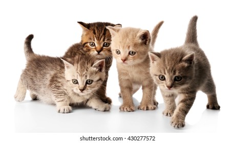 Small cute kittens, isolated on white - Shutterstock ID 430277572
