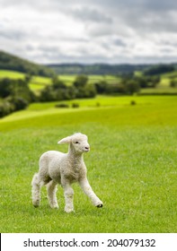 Small cute lamb gambolling in a meadow in Yorkshire Dales farm