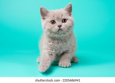 A small and cute lilac purebred female kitten at the age of two months with a plush coat with a beautiful muzzle on a turquoise background with a smart look directed at the camera - Shutterstock ID 2205686941