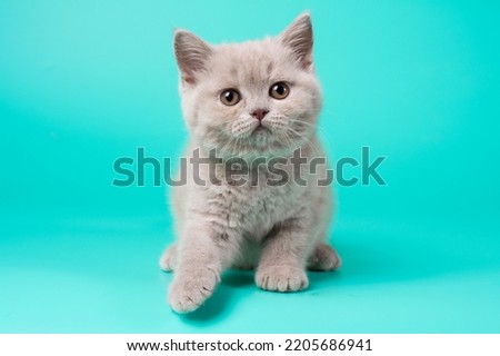 A small and cute lilac purebred female kitten at the age of two months with a plush coat with a beautiful muzzle on a turquoise background with a smart look directed at the camera