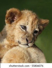 Small Cute Lion Cub Looking Back With Big Eyes