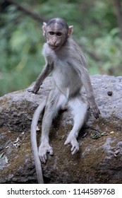 Small and cute monkey 