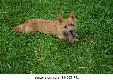 Small And Cute Norwich Terrier Puppy