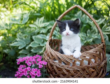 Small Cute One-month-old Black And White Kitten Looks Out Of A Large Wicker Basket Standing On A Flower Bed. Cat's Childhood, Beautiful Postcards, Tenderness. Curious Pet. Gift