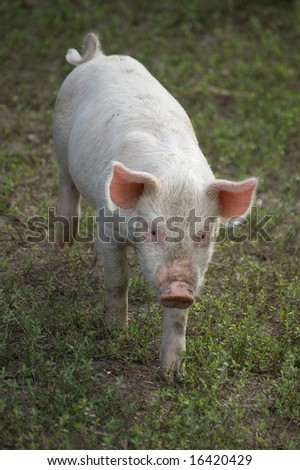 Similar – Foto Bild Cute happy baby pig with ear tag