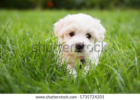 Small cute puppy of maltese dog sitting in the grass. Diffuse background. White fluffy fur.   