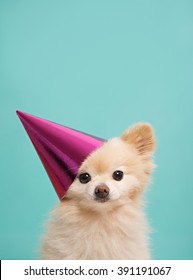 small cute puppy with pink hat at bright background