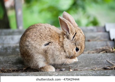 1,745 Rabbit Washing Images, Stock Photos & Vectors | Shutterstock