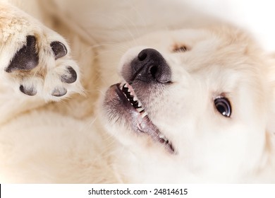Small cute retriever puppy snout with eyes on white background
