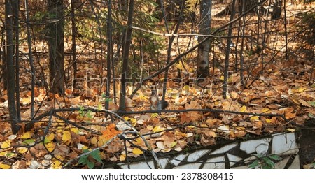 A small cute squirrel stands on its hind legs in an autumn park, fluffy fur, looks carefully, a lot of fallen leaves, leaf fall season, watching animals on a walk in the park, overgrown area,muzzle