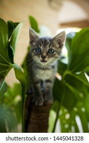 small cute striped long hair baby cat on a plant - Shutterstock ID 1445041328