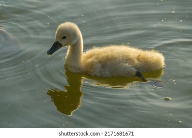Small cute swan chick swimming on lake