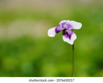 Small Cute Viola Banksii Bloom Stock Photo 2076630217 | Shutterstock