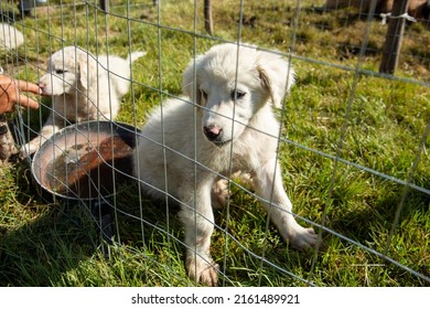 Small cute white Abruzzese Maremma Sheepdog puppy behind a wire mesh fence. Abruzzese maremma shepherd doggie