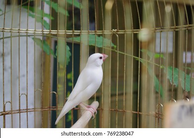 small white bird cage