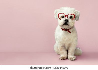 Small cute white dog wearing heart shaped glasses for Valentines