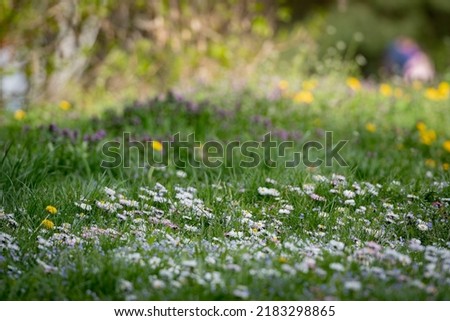 Small, cute, white flowers, in a wonderful, green clearing. A beautiful alpine meadow, strewn with small, white flowers.