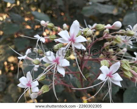 Small cute white pink Glory Bower flower closeup, hanging in the tree brunch with its little pink cherry. This plant has many herbal qualities. This made this a medical plant. 
