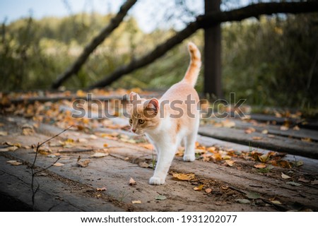 A small cute white and red kitten walks on a wooden bridge.