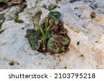 Small Cyclamen plant growing in a crevice wjere the bulb is exposed and not under the groound. They grow wild on a wooded slope in Kiryat Tivon Israel. It is the symbol of the town.
