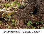 Small Cyclamen plant growing in a crevice wjere the bulb is exposed and not under the groound. They grow wild on a wooded slope in Kiryat Tivon Israel. It is the symbol of the town.
