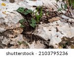 Small Cyclamen plant growing in a crevice wjere the bulb is exposed and not under the groound. They grow wild on a wooded slope in Kiryat Tivon Israel. It is the symbol of the town.
