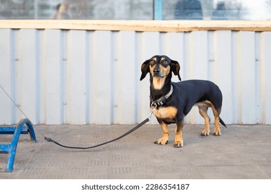 Small dachshund Dog waiting on leash on a Bicycle stand for its owner in front of supermarket or store. Low angel perspective. - Powered by Shutterstock