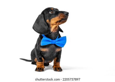 Small Dachshund Puppy In A Blue Bow Tie Obediently Waits For The Start Of The Birthday Party. Dog Clothing And Accessories Store.