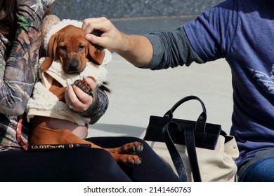 A Small Dachshund Watches A Veteran's Day Parade With His Owners