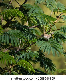 A Small Dainty Juvenile Australian Brown Honeyeater Family Meliphagidae A Bird Native To Australia Is Perched In A Black Wattle Tree In Autumn.