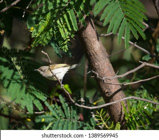 A Small Dainty Juvenile Australian Brown Honeyeater Family Meliphagidae A Bird Native To Australia Is Perched In A Black Wattle Tree In Autumn.