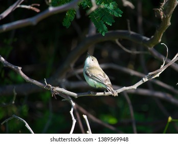 A Small Dainty Juvenile Australian Brown Honeyeater Family Meliphagidae A Bird Native To Australia Is Perched In A Black Wattle Tree In Autumn.