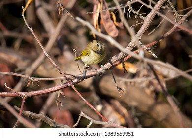 A Small Dainty Juvenile Australian Brown Honeyeater Family Meliphagidae A Bird Native To Australia Is Perched In A Black Wattle Tree In Autumn.