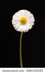 Pequeña flor margarita (Bellis