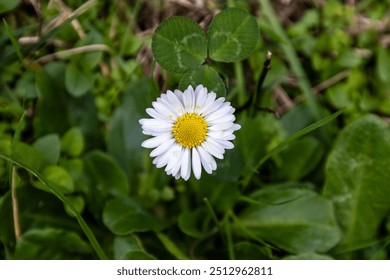 Small daisy, tiny white flower, delicate petals, bright yellow center, charming beauty, simplistic elegance, floral arrangement, garden addition, subtle charm, graceful design, fresh look, natural bea - Powered by Shutterstock