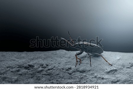 Small dark bug with long antennae resting on a rough surface, suggesting a barren, alien or moon like landscape. Thailand photography, no generative ai