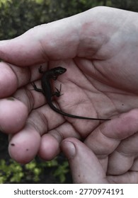 Small dark lizard resting in human hands, close-up wildlife moment with natural textures and soft background. Gentle interaction between human and reptile in outdoor setting.